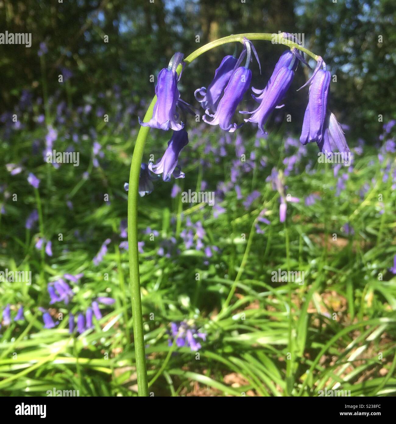 Bluebells Medstead,Hampshire, Regno Unito. Foto Stock
