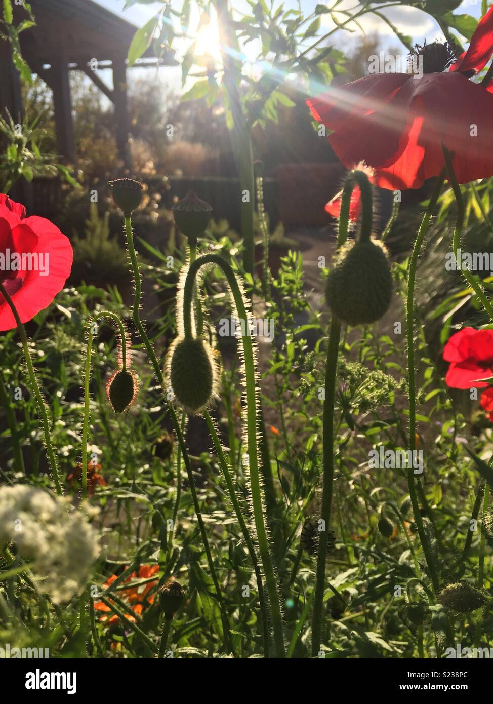 Poppies a Harlow Carr Foto Stock