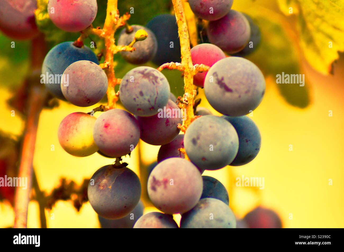 Le uve rosse in Palinuro Foto Stock