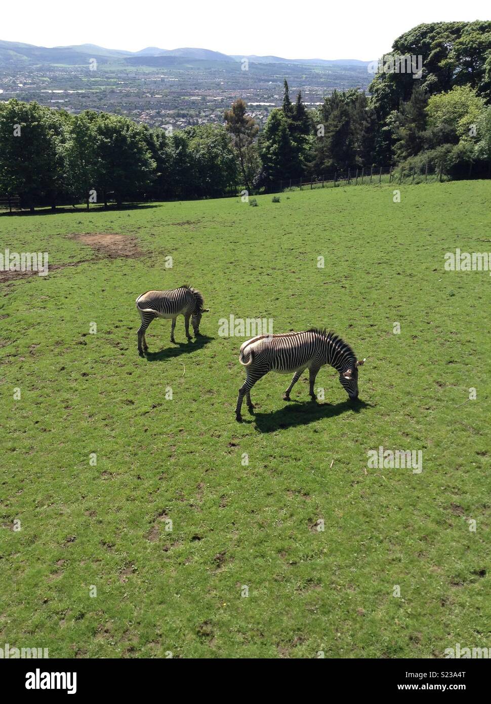 Zebre al pascolo Foto Stock