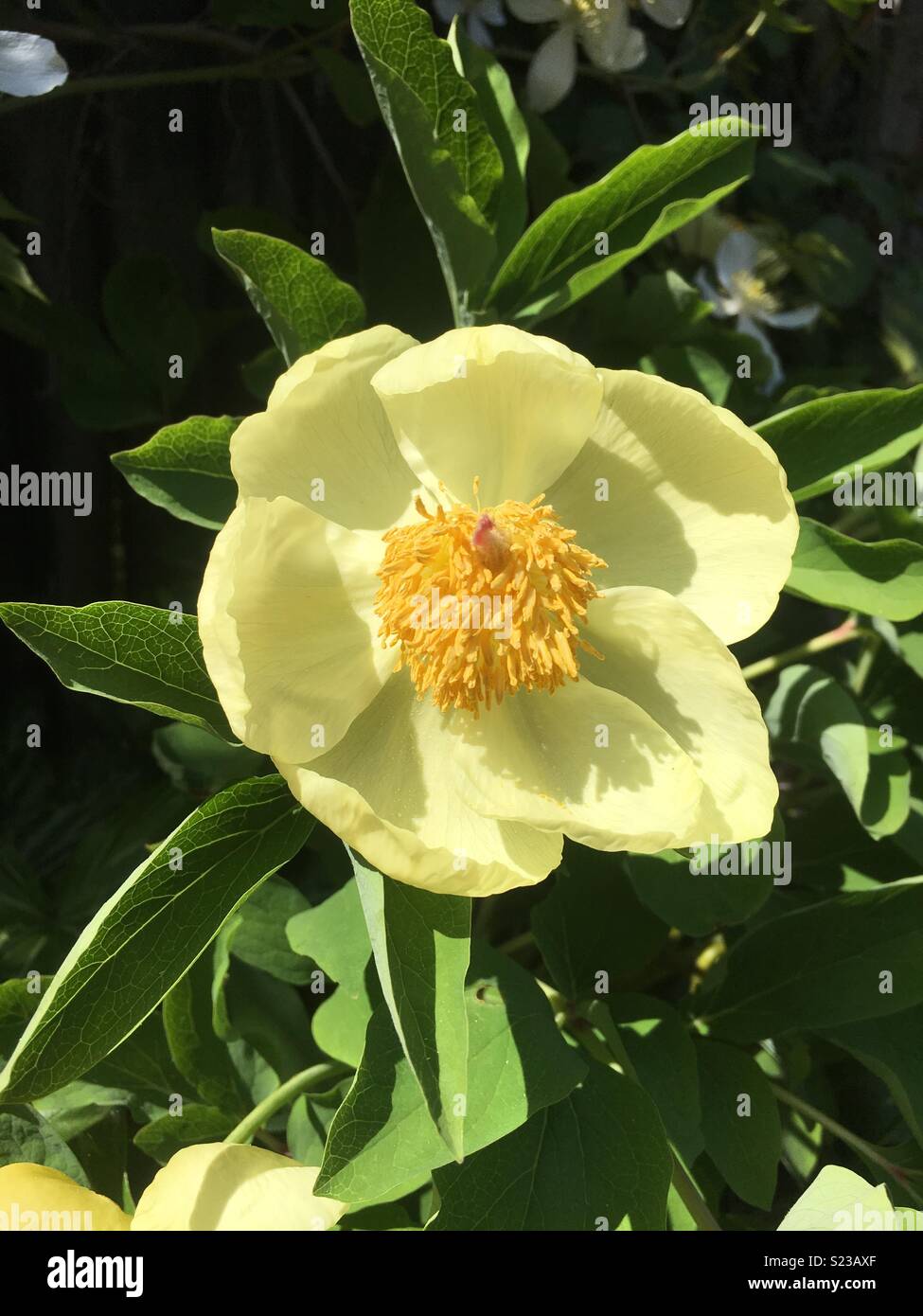 Peonia mlokosewitschii Molly la Strega fiore Foto Stock