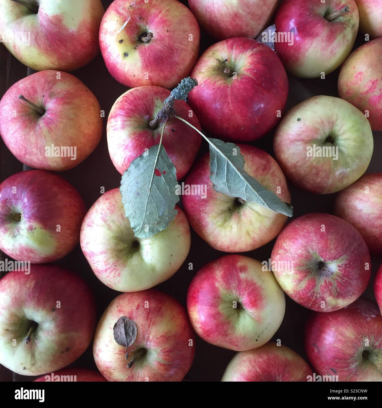 Mele, mele, 5 un giorno,Harvest Festival, natura, Apple Foto Stock