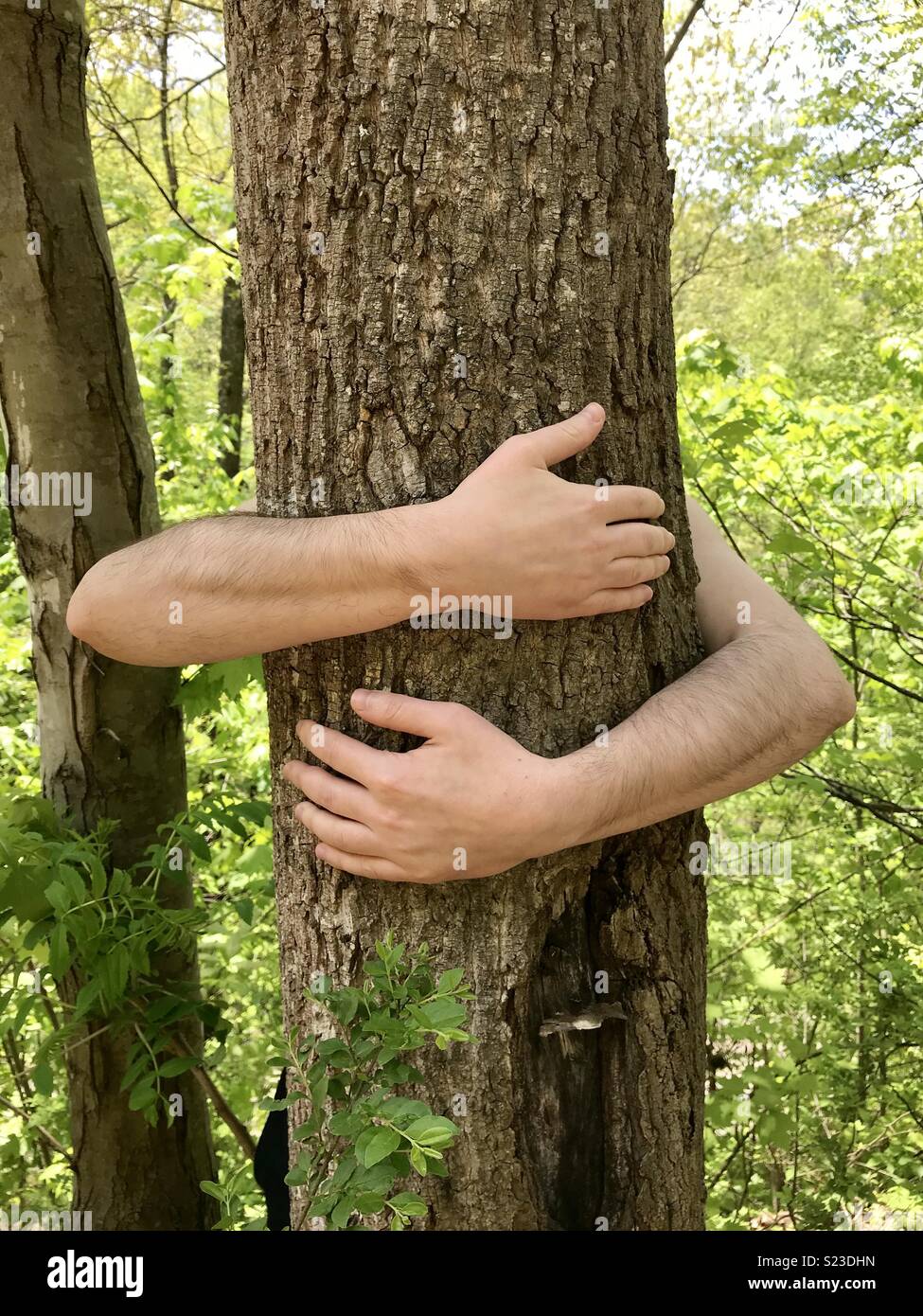 Abbracciare un albero Foto Stock