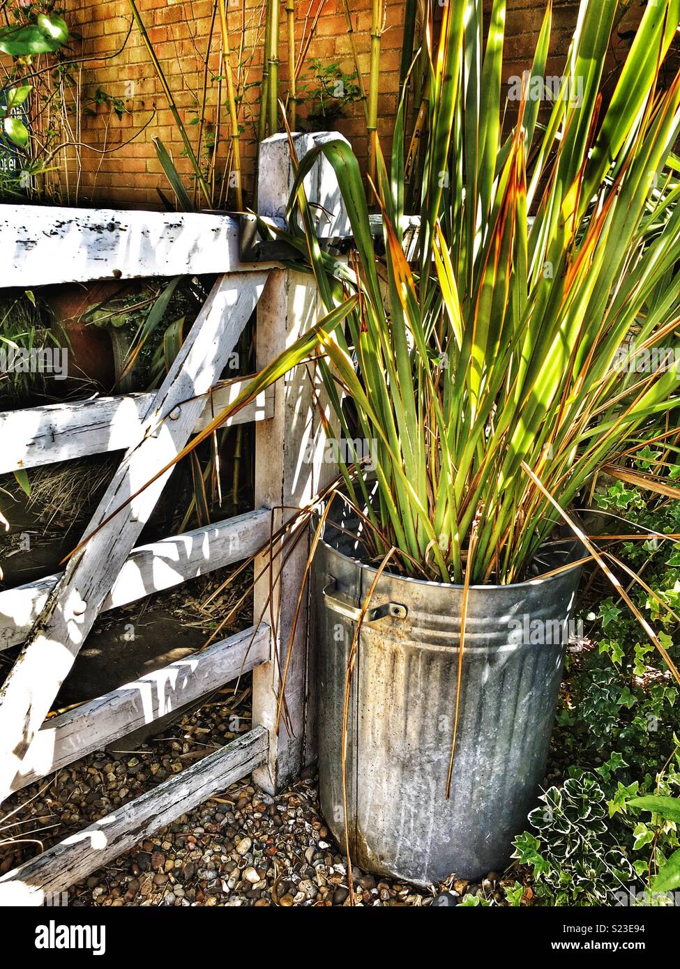 Graminacee ornamentali - Immagine stock catturata con smartphone