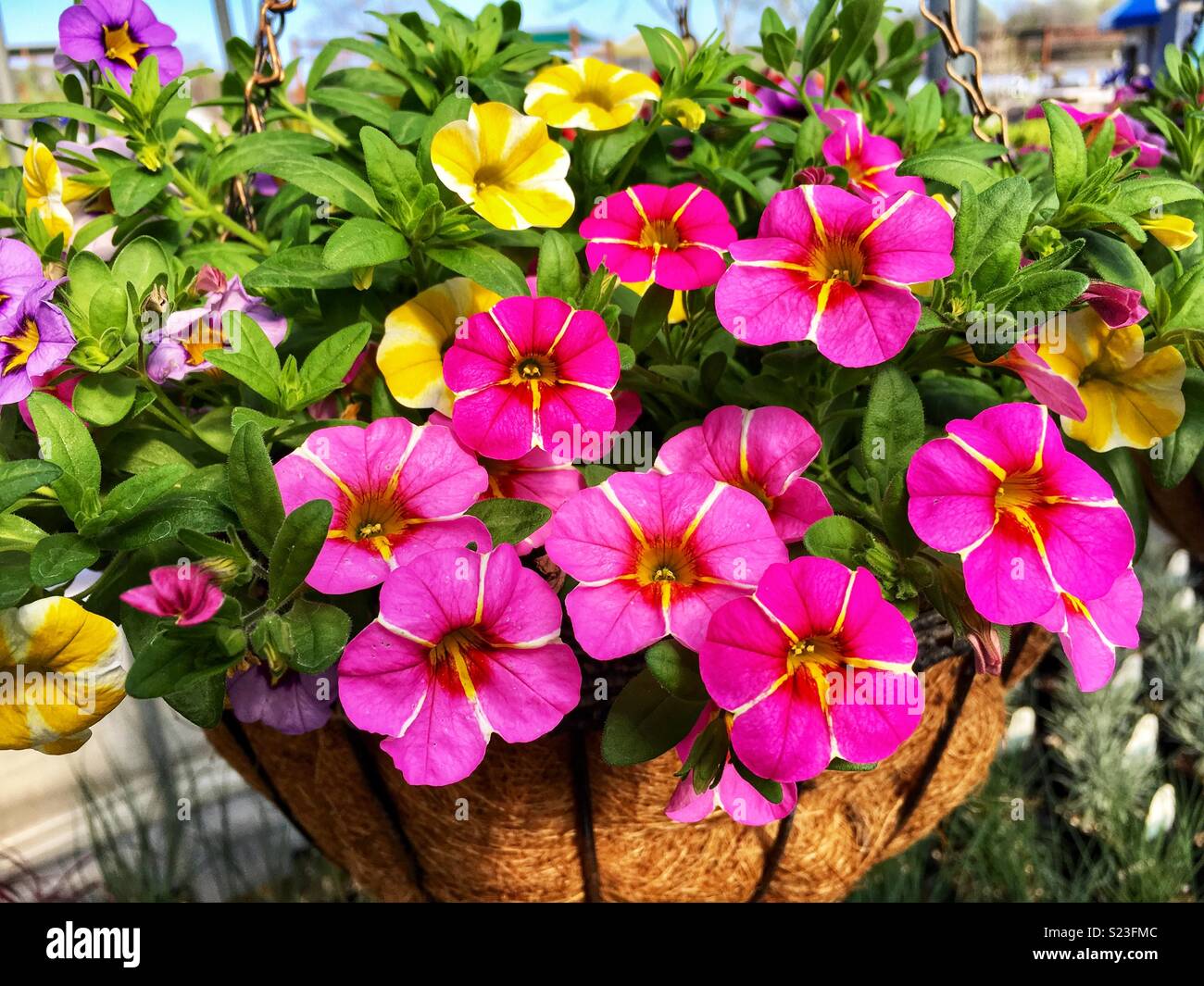 Stella rosa e calibrachoa Superbells fetta di limone Calibrachoa ibridi appendere cesto fiorito - Immagine stock catturata con smartphone