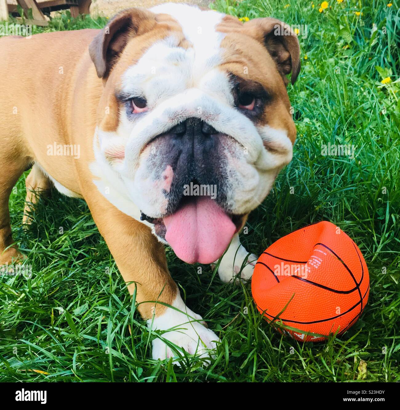 Il mio inglese bulldog è ossessionato con sfere Foto Stock
