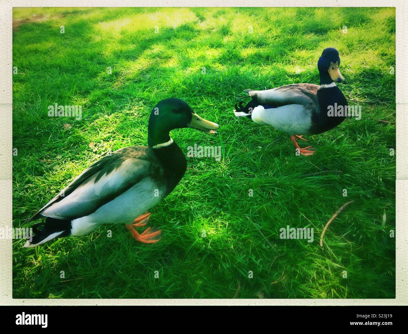 Coppia di anatre camminando sul prato verde dello sfondo. Foto Stock