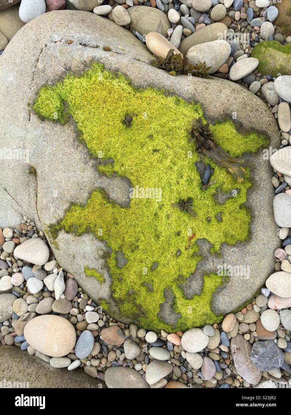Le Alghe verdi sulla roccia, Fair Isle, Scozia Foto Stock