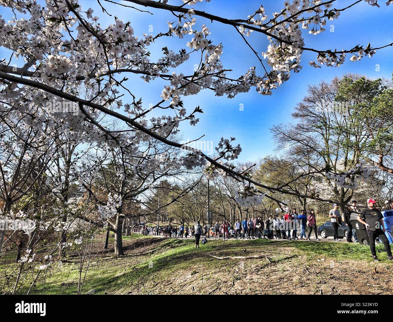 Schiere di gente che passeggia in High Park, Toronto, durante la fioritura dei ciliegi stagione. Foto Stock