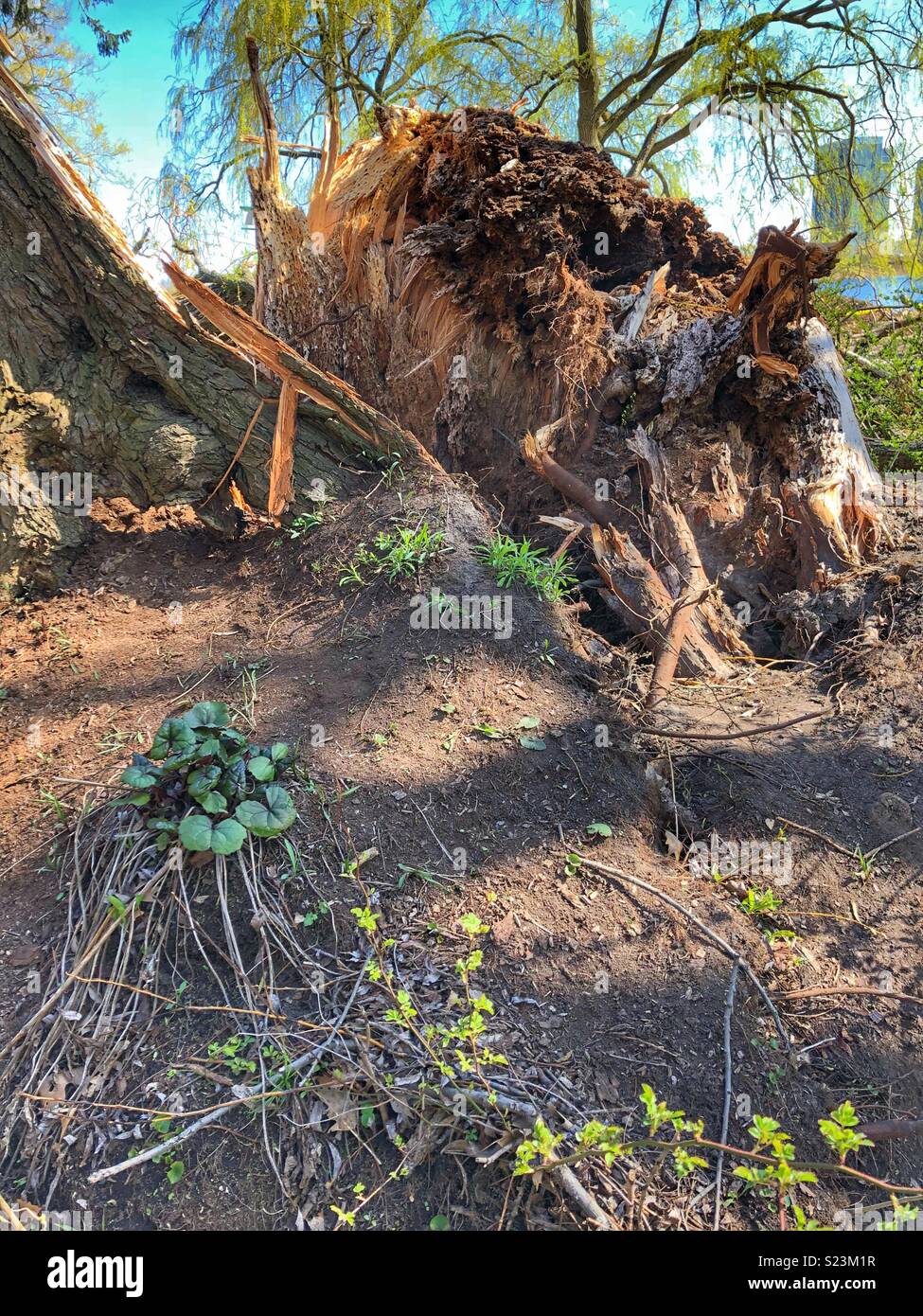 Un sradicato albero a causa di un vento molto forte tempesta. - Immagine stock catturata con smartphone