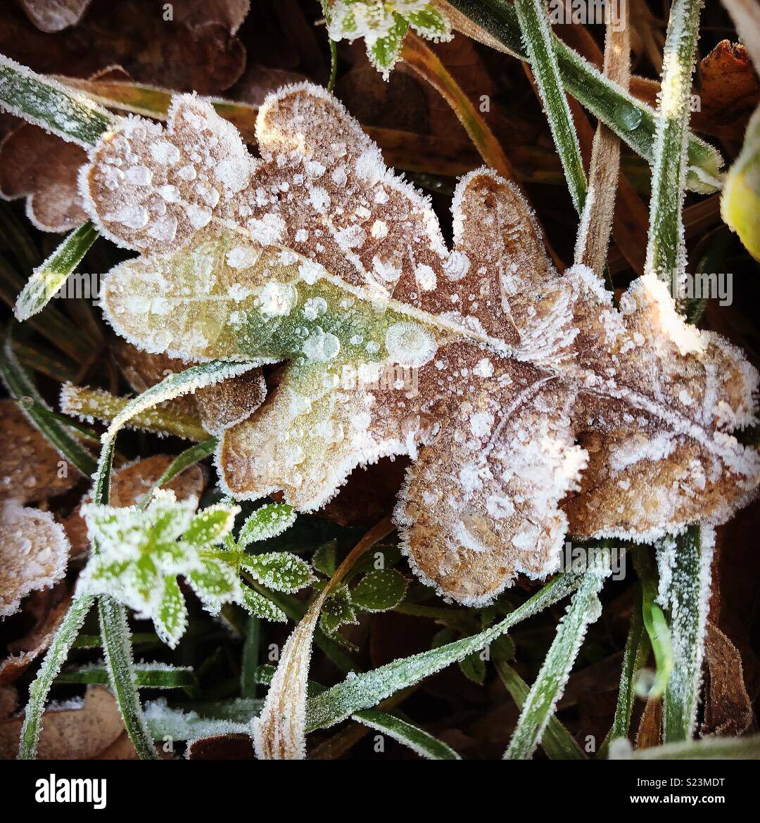 Foglio gelido Foto Stock