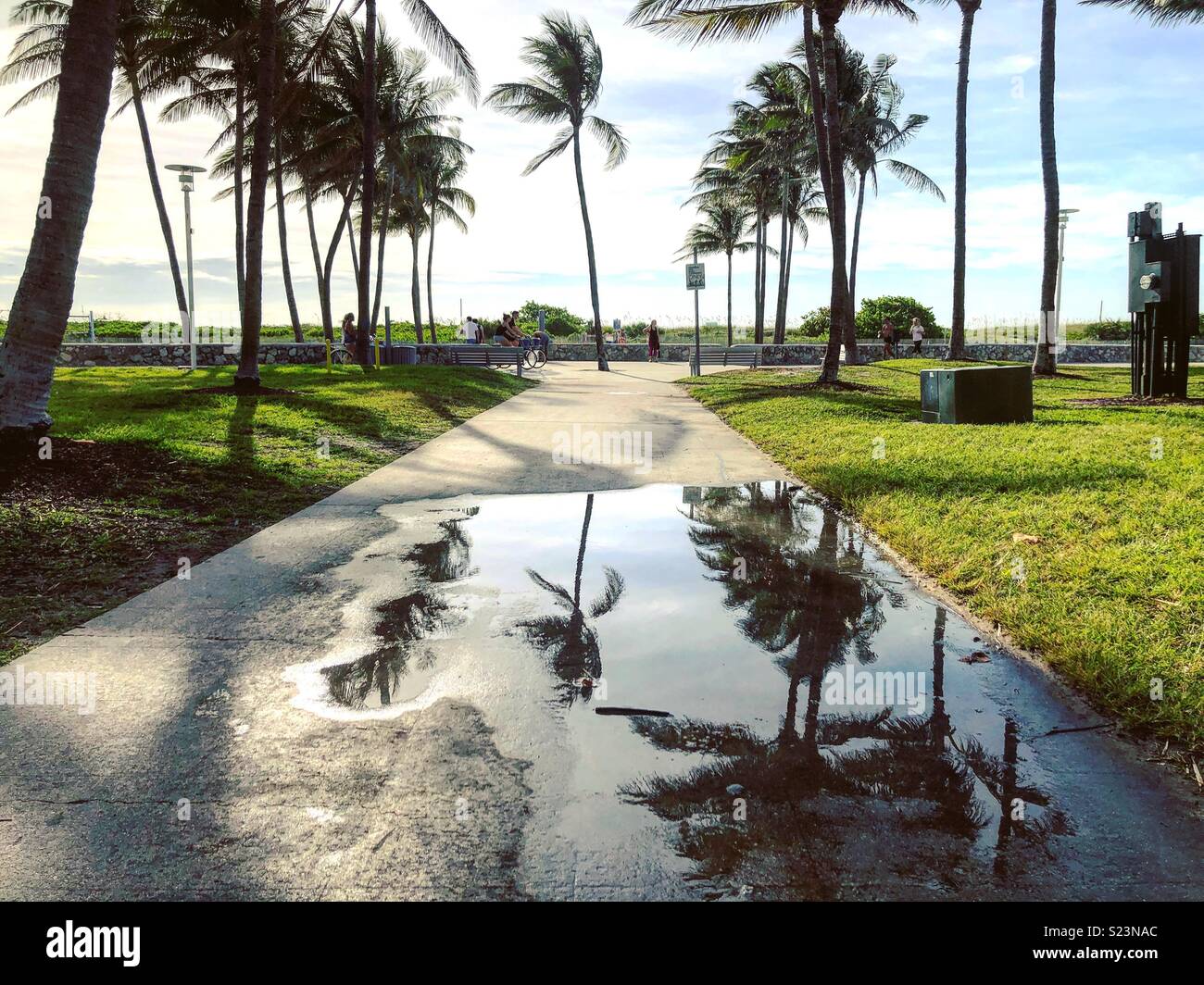 South Beach, Miami. Palme riflessioni in pozze di pioggia Foto Stock