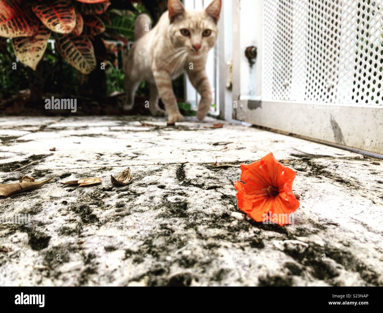 Miami Gatti E Fiori Foto Immagine Stock 311098558 Alamy
