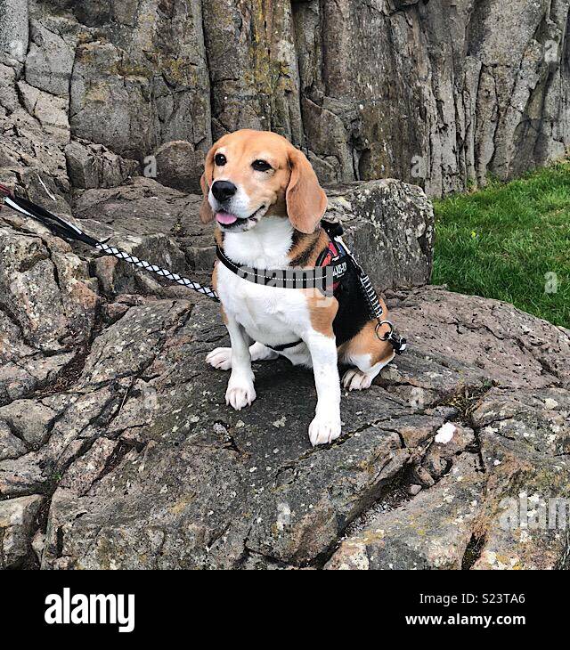 Beagle su una roccia nel castello di nerezza, Scotland, Regno Unito. Foto Stock