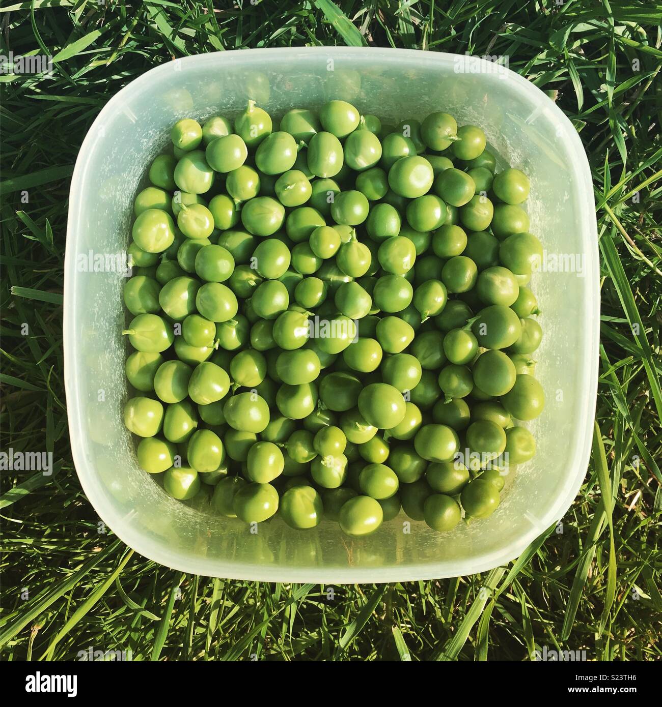 Freschi di piselli verdi in una vasca di plastica sull'erba Foto Stock