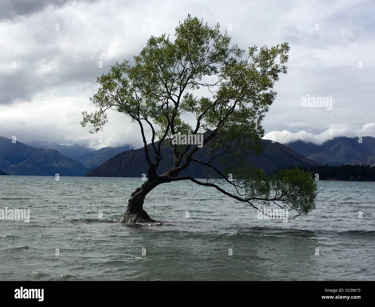 Che arriva a Wanaka Tree, il lago Wanaka, Nuova Zelanda Foto Stock