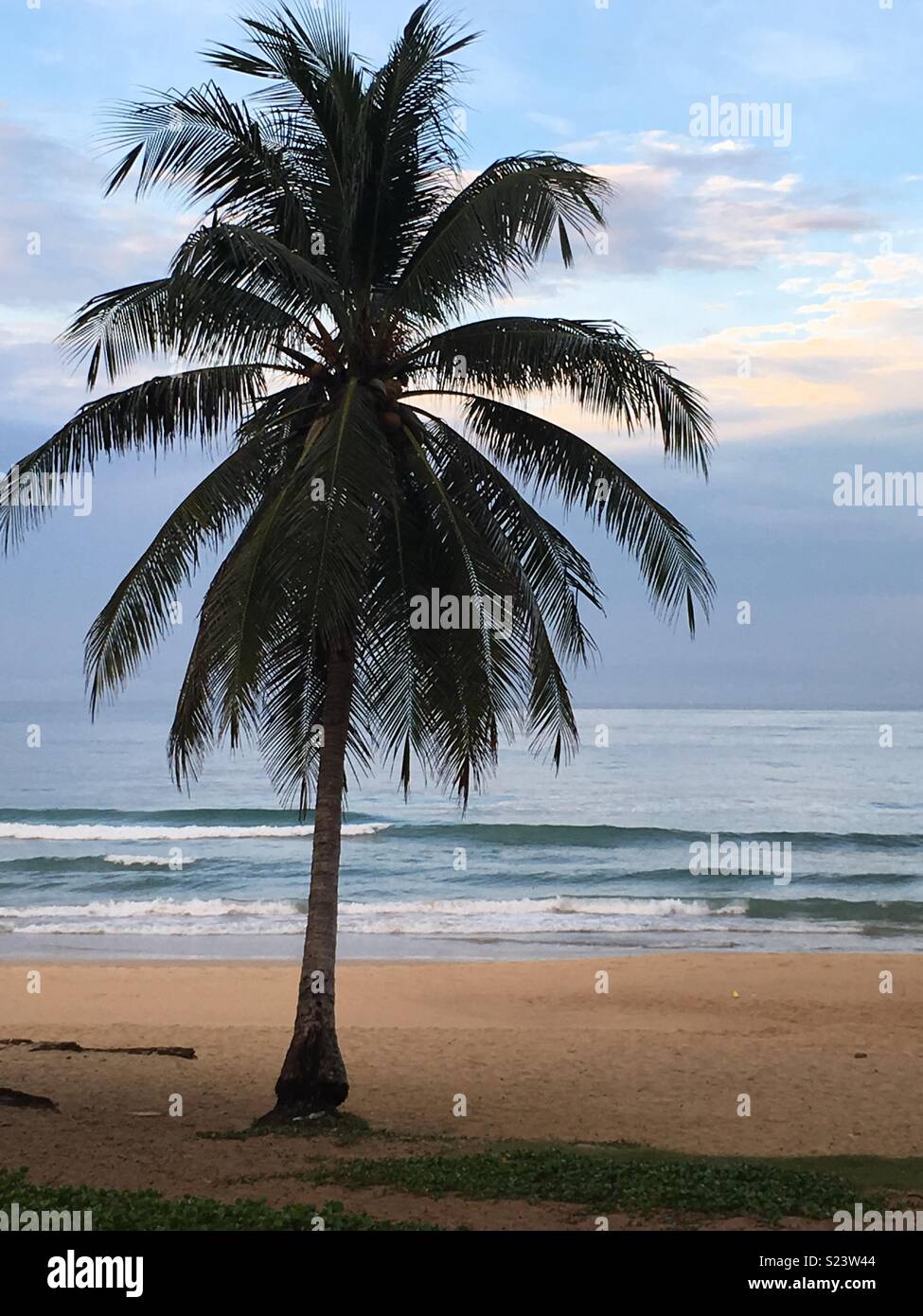 Palm tree su una spiaggia Foto Stock