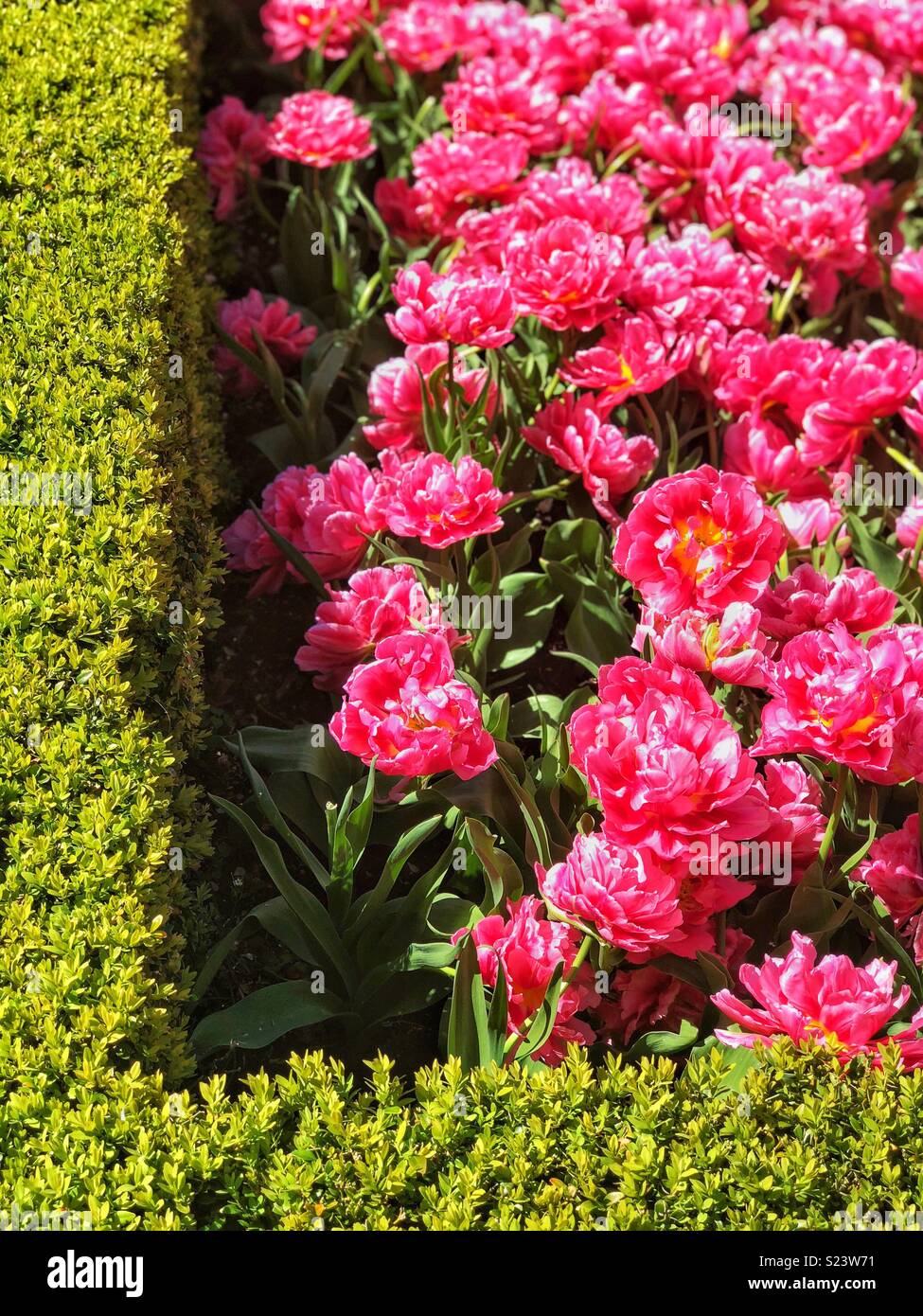 Tulipani rosa incorniciato da una siepe di bosso. Foto Stock