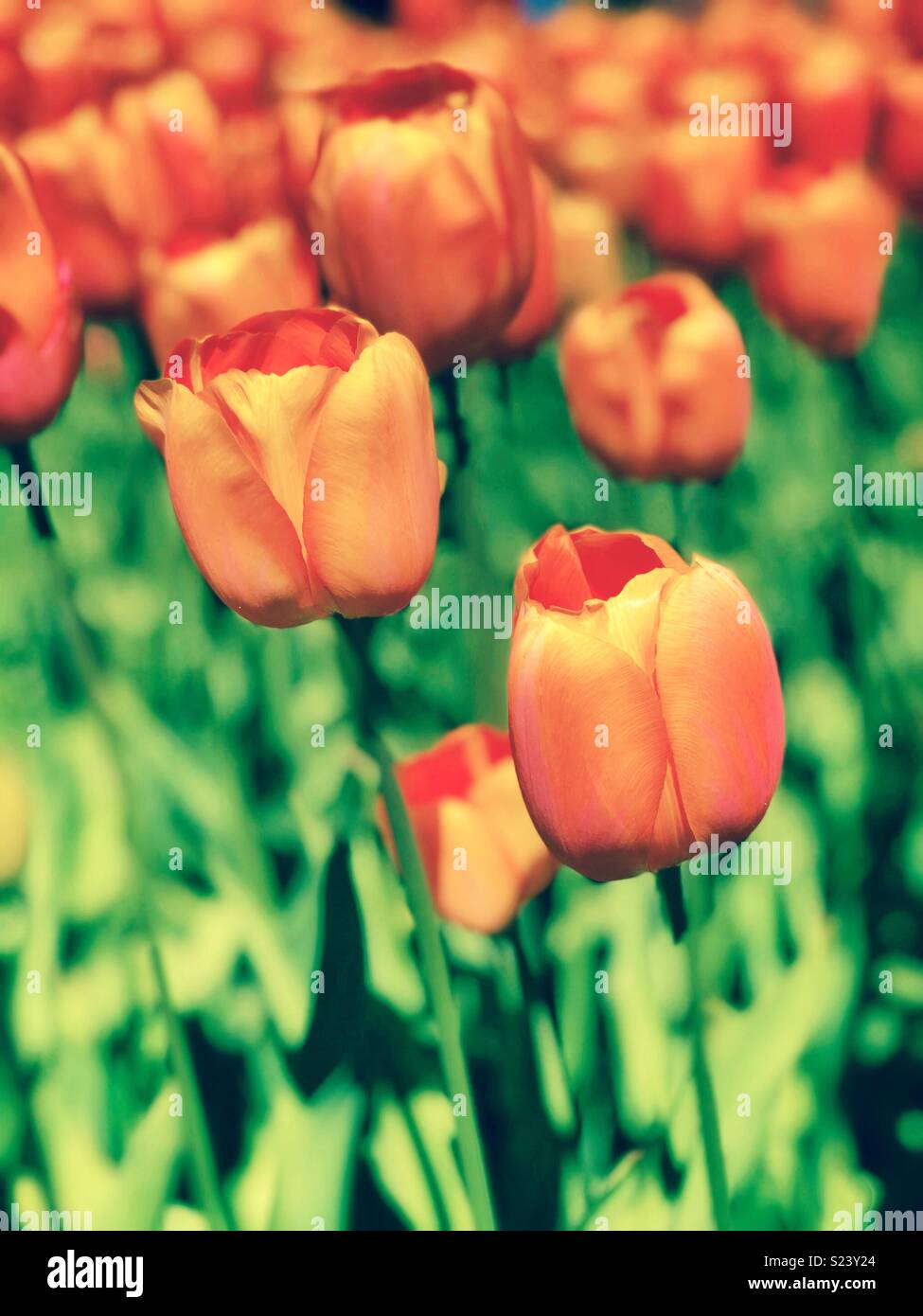 Rosa arancione i tulipani Foto Stock