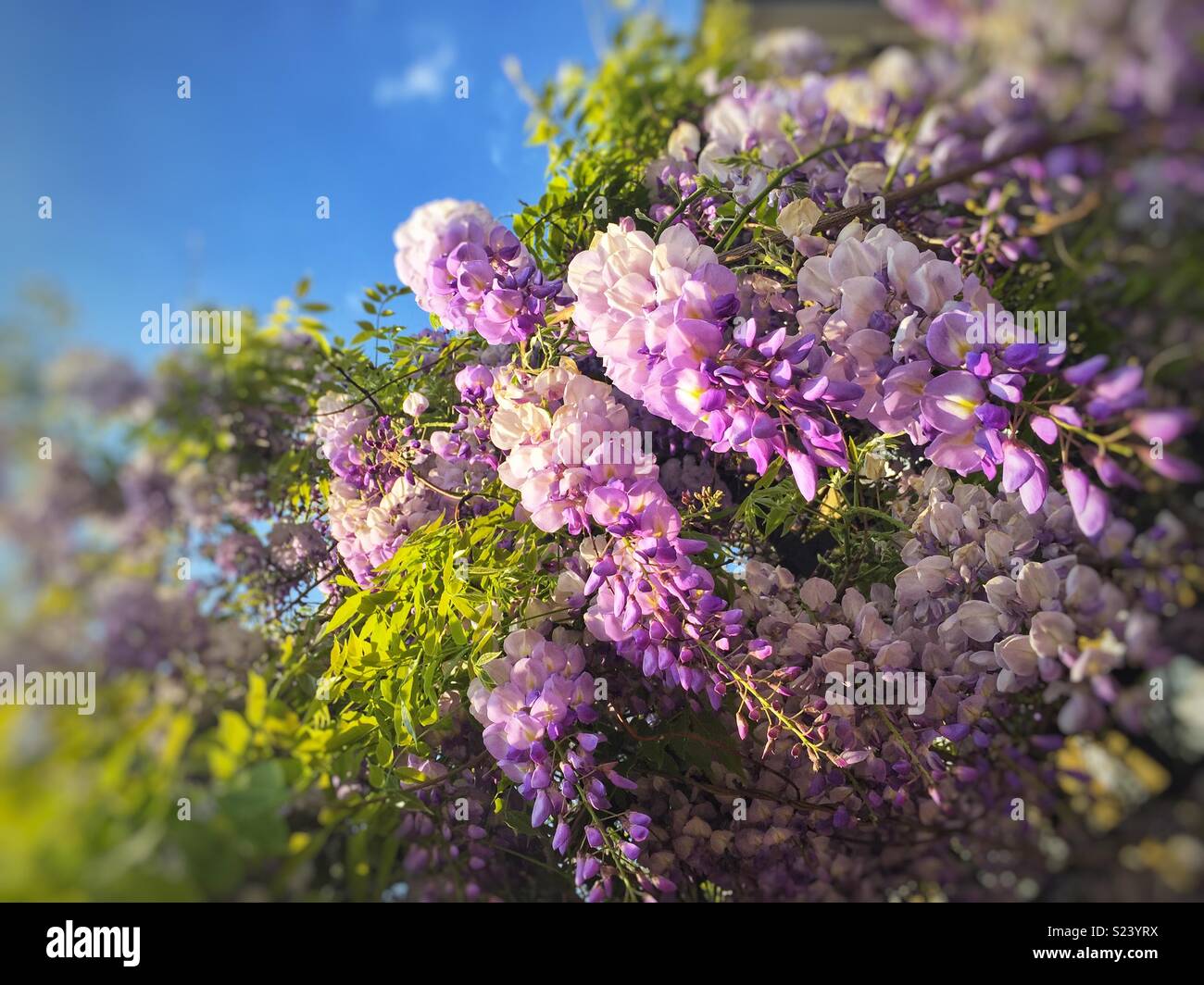 Appendere i fiori del glicine scalatore contro un cielo blu. Foto Stock