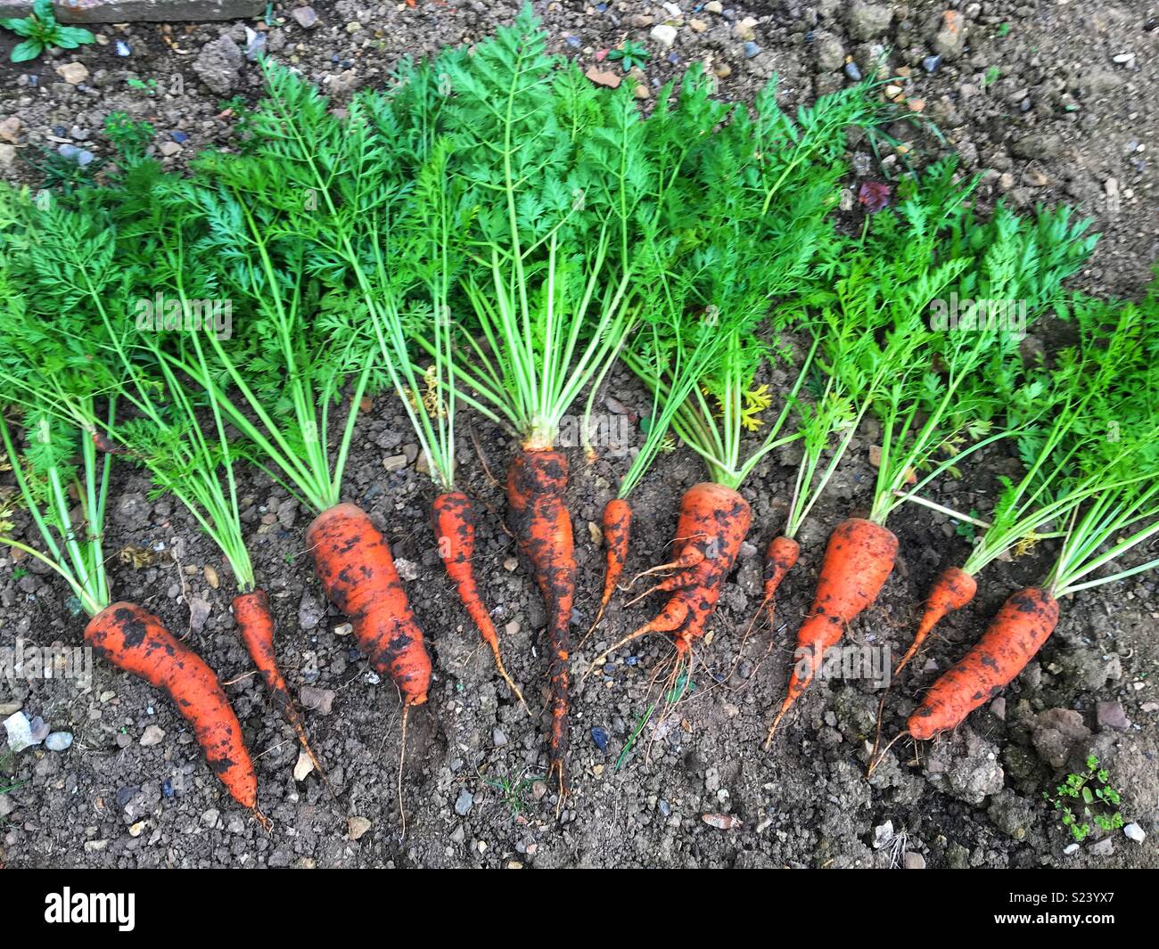 Raccolto di carote appena preso Foto Stock