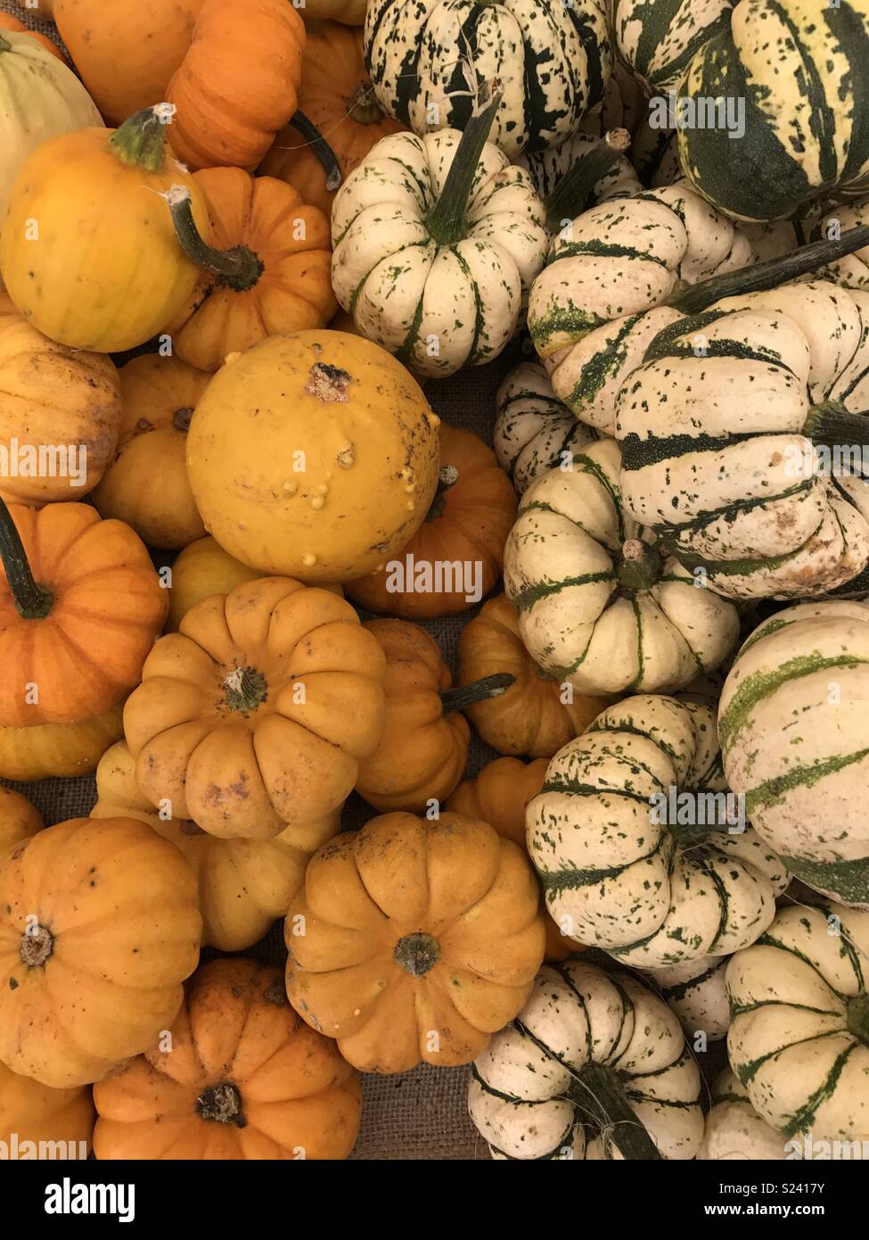 Zucche di autunno - Immagine stock catturata con smartphone
