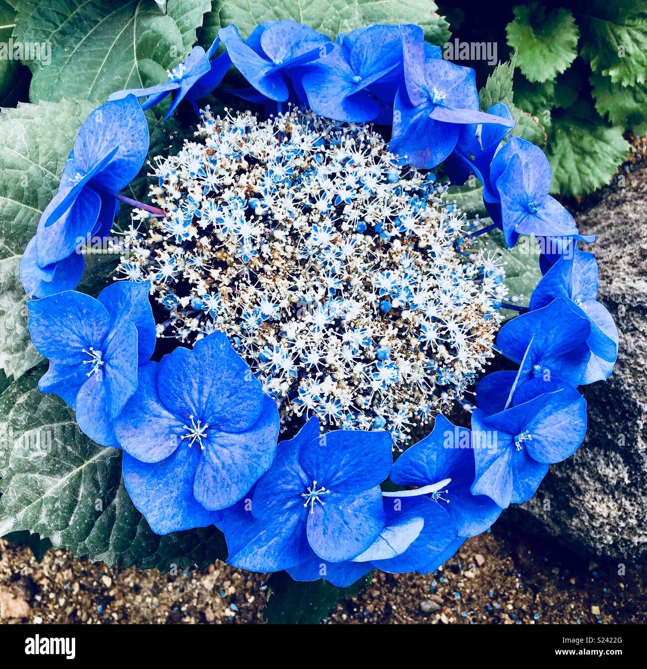 Blue petali di fiori che crescono in cerchio come una corona (bigleaf hydrangea) - Immagine stock catturata con smartphone