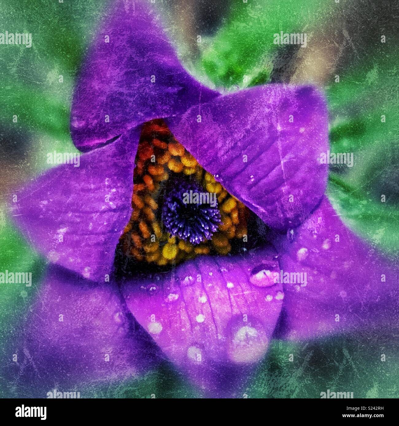 Viola di fiori perenni closeup con goccioline di acqua in petali Foto Stock