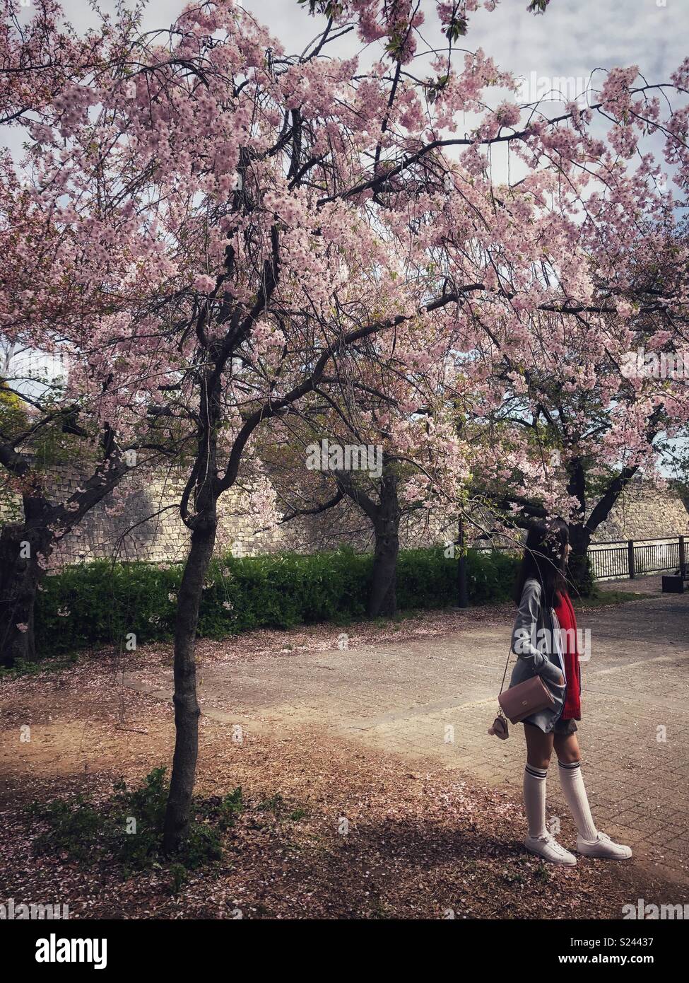 Una giovane donna in posa per una foto sotto una fioritura ciliegio in Osaka, Giappone. - Immagine stock catturata con smartphone