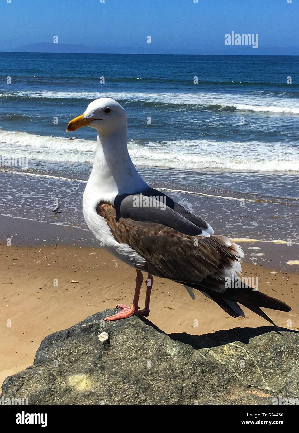 California Seagull Foto Stock