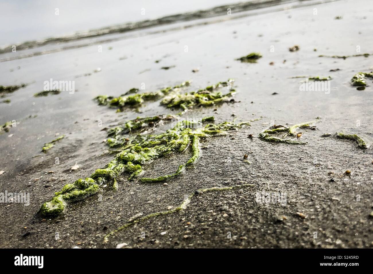 Le alghe sulla sabbia a Wittering Foto Stock