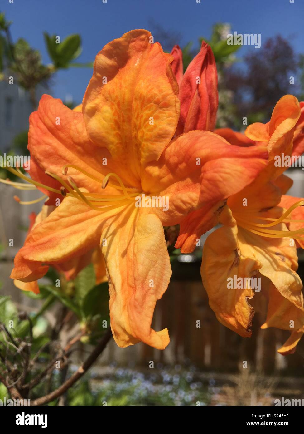 Orange azalea bloom Foto Stock