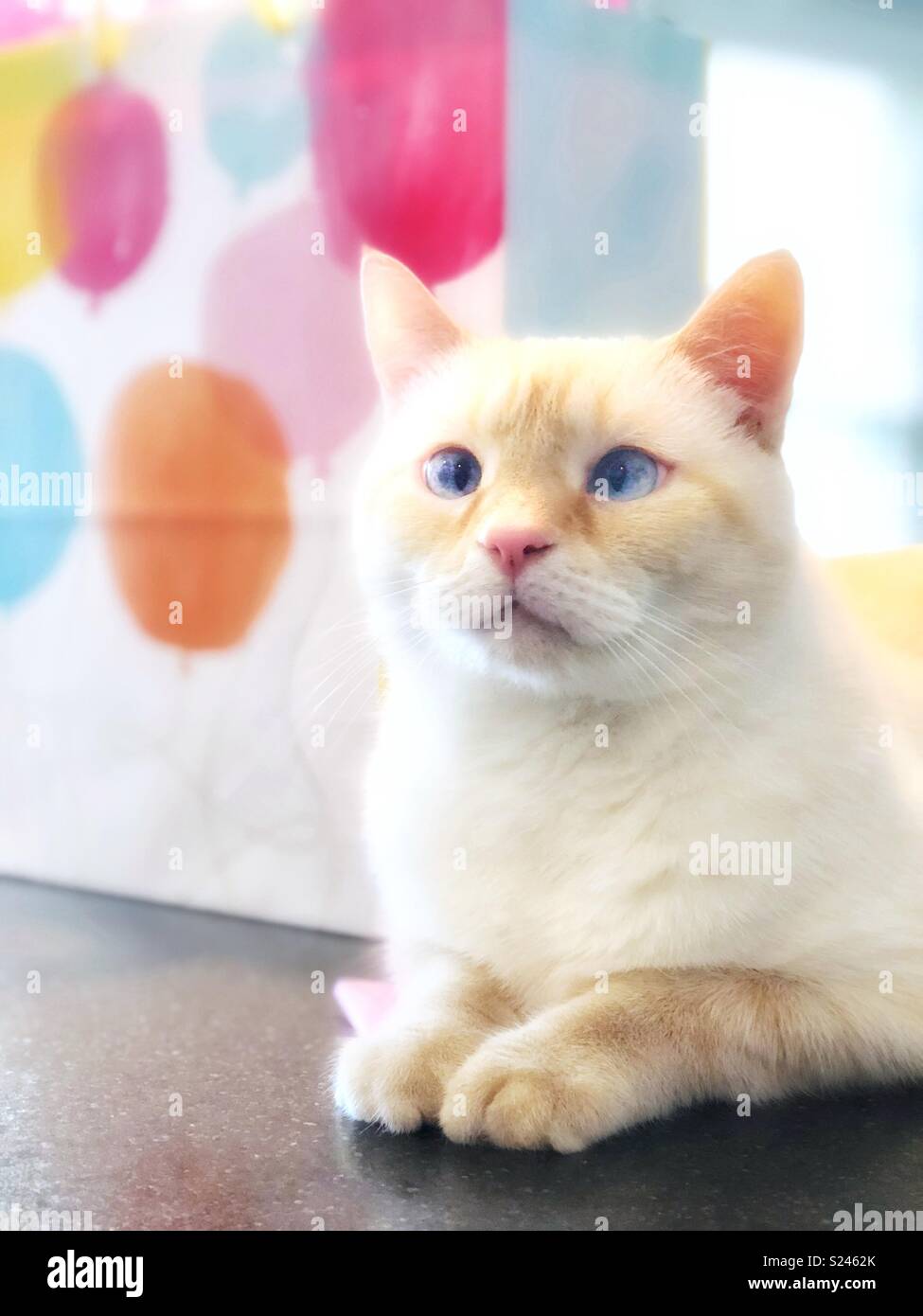 Una Immagine Da Sogno Di Un Bianco Flamepoint Gatto Siamese Gatto