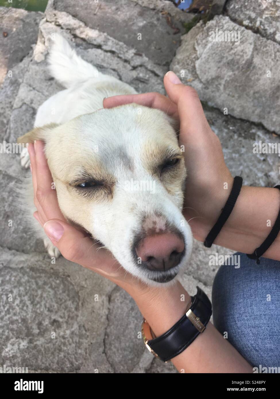 Cuddling un cane Foto Stock