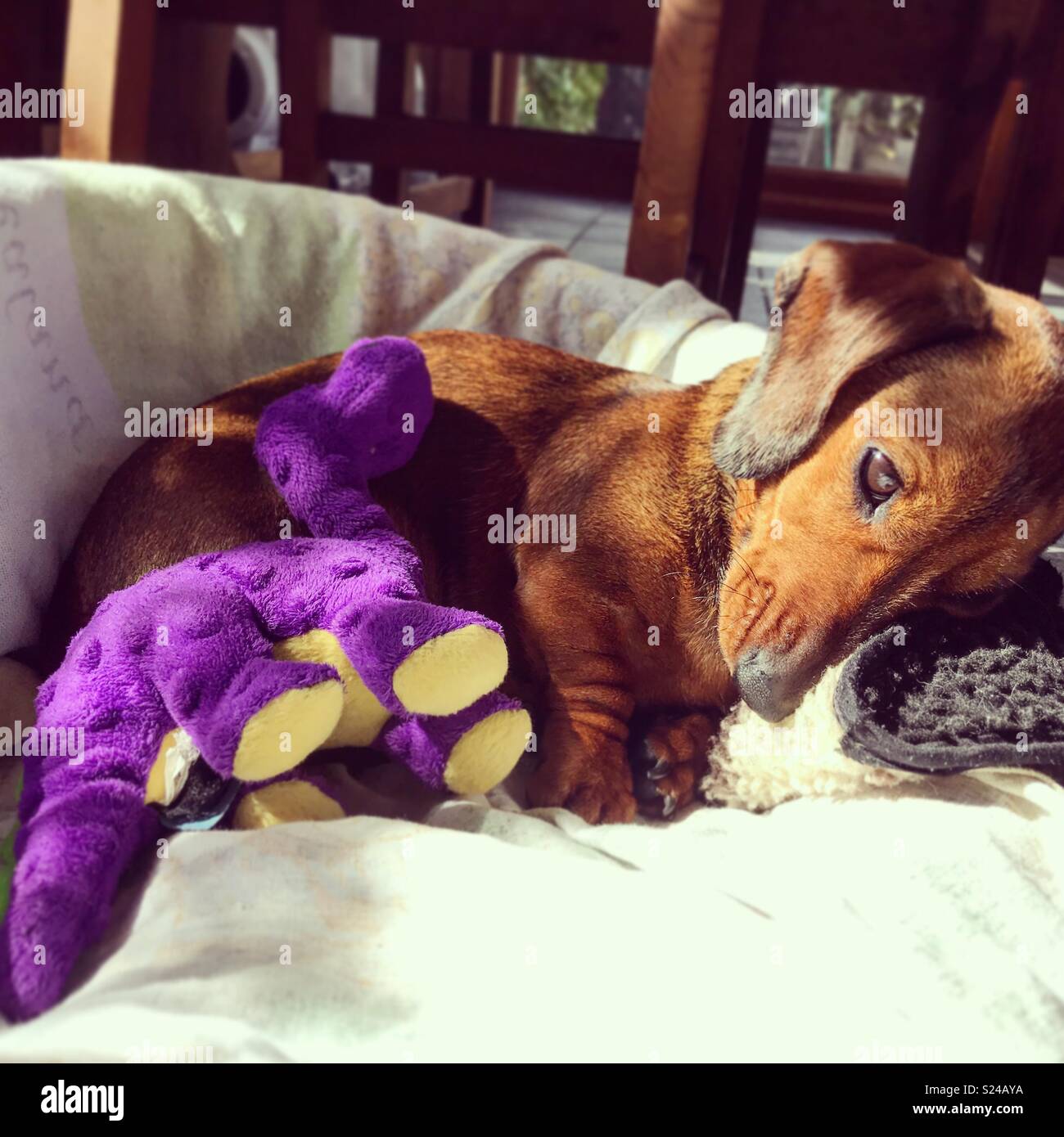 Salsiccia a pelo cane con il suo giocattolo dinosauro Foto Stock