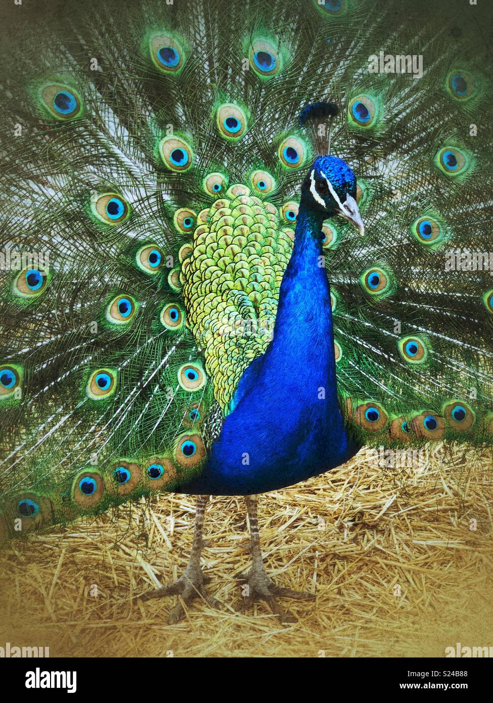 Closeup ritratto di blu pavone maschio corpo pieno con coda a ventaglio piume Foto Stock