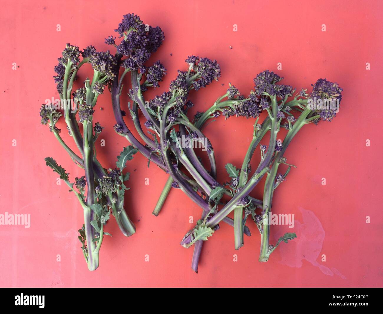 Viola broccoletti - Immagine stock catturata con smartphone