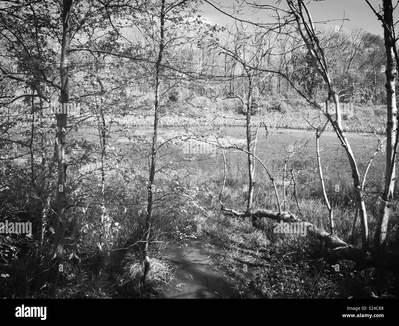 Eglinton Country Park, Scozia Foto Stock