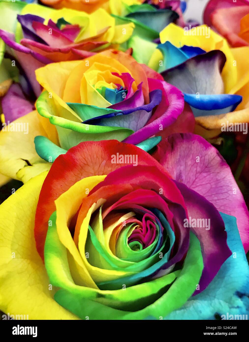 Neon fiori arcobaleno Foto stock - Alamy