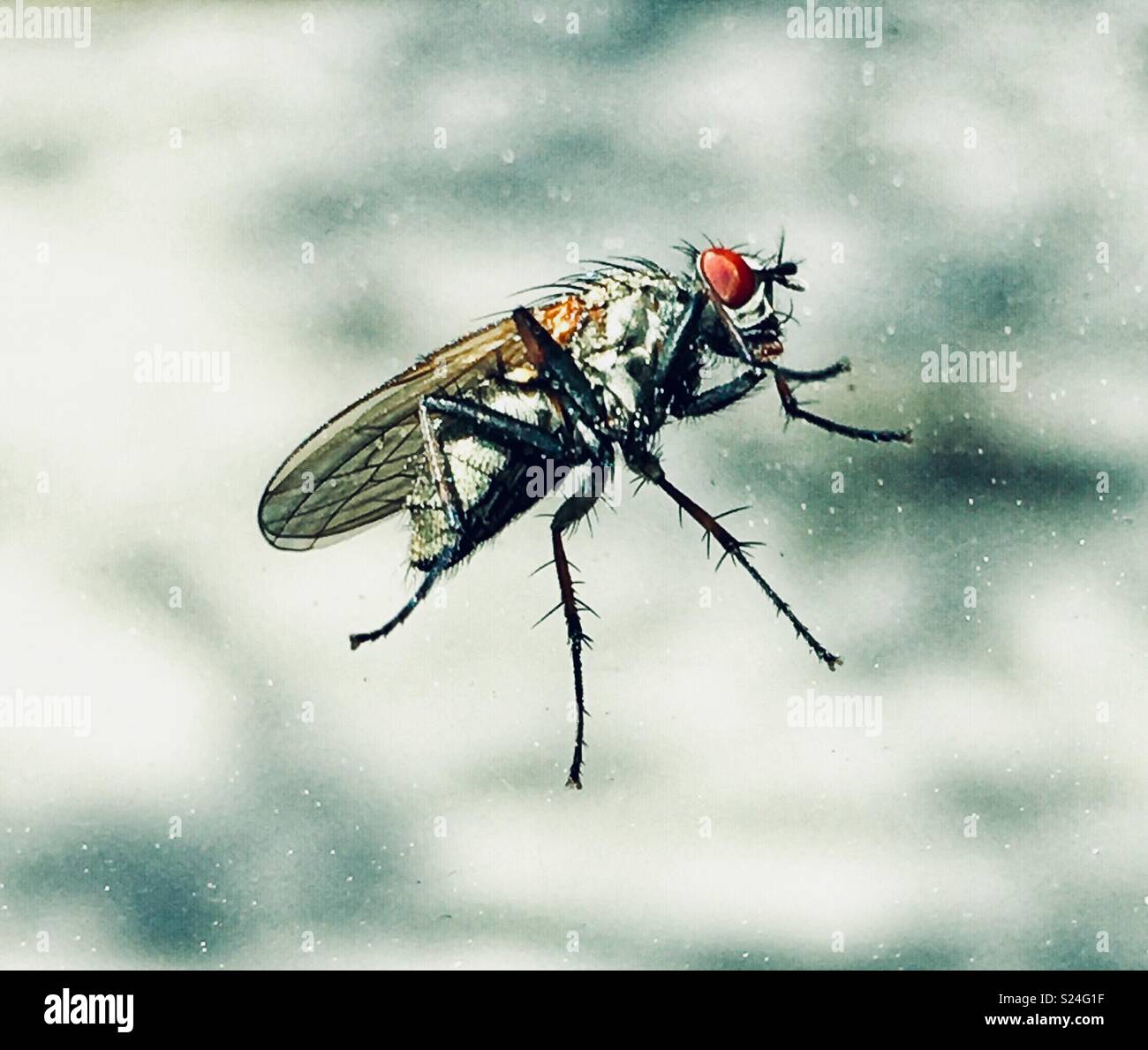 Volare su una finestra cercando in con creepy occhi rossi - Immagine stock catturata con smartphone