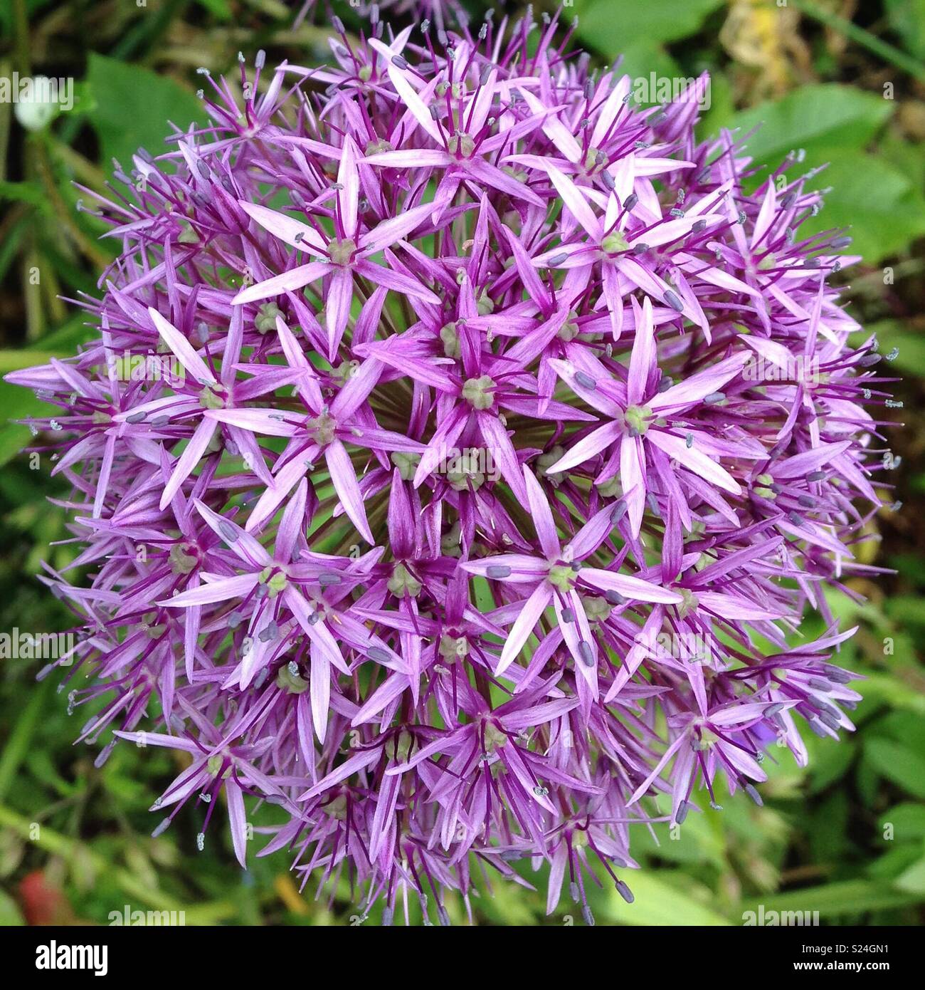 Viola allium fiore Foto Stock