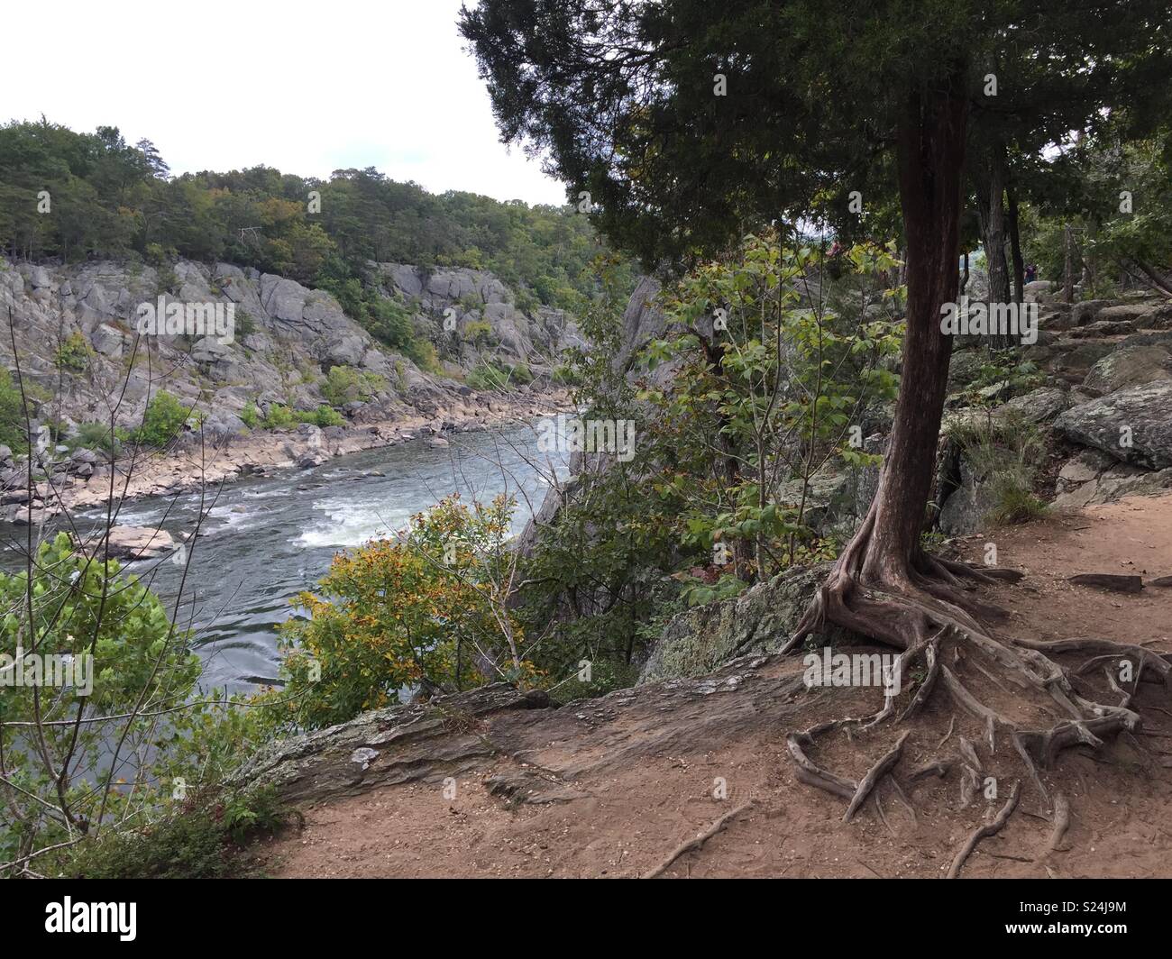 Radici di albero a riva del fiume Foto Stock