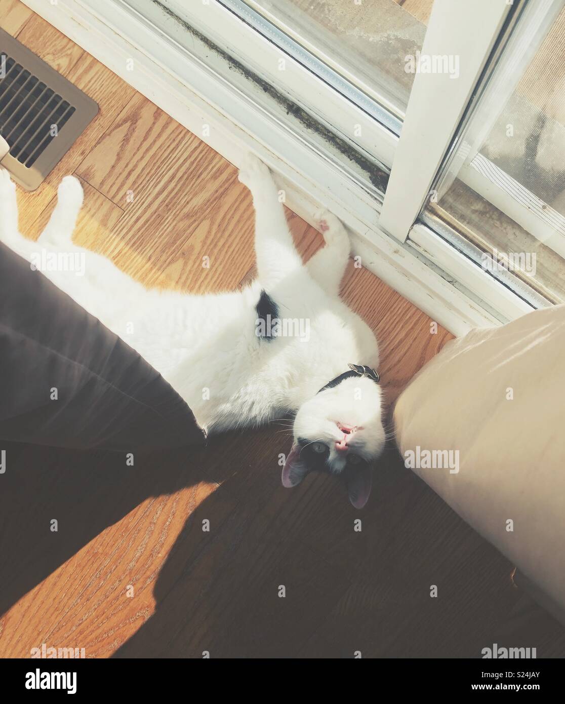 Domestico gatto Shorthair la posa sul pavimento da una finestra in sun con la testa rivolta verso l'alto guardando la fotocamera e meowing Foto Stock