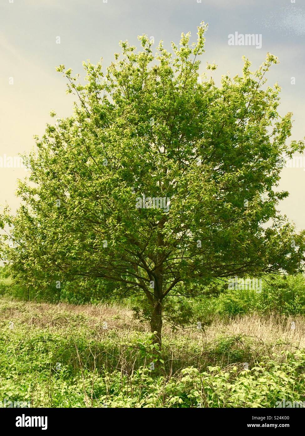 Un albero solitario in un prato. Stadt Moers Park, Whiston, Knowsley, Regno Unito. - Immagine stock catturata con smartphone