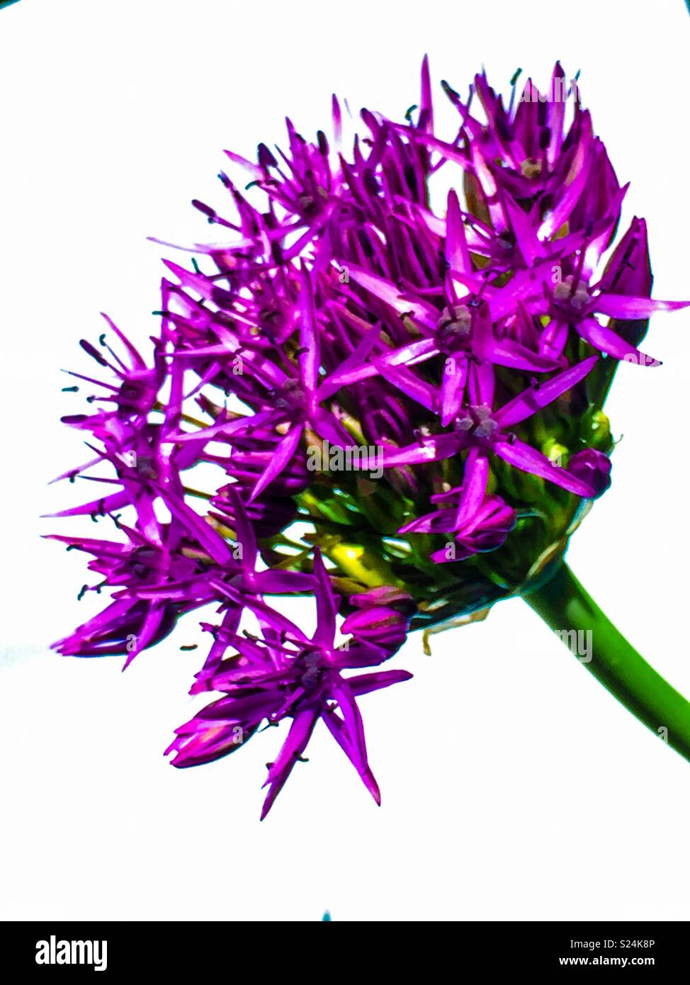 Viola Allium fiore luminoso. Foto Stock