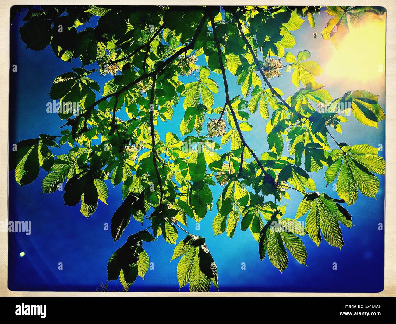 Bella bright green Ippocastano foglie contro il cielo blu con la luce solare - Immagine stock catturata con smartphone