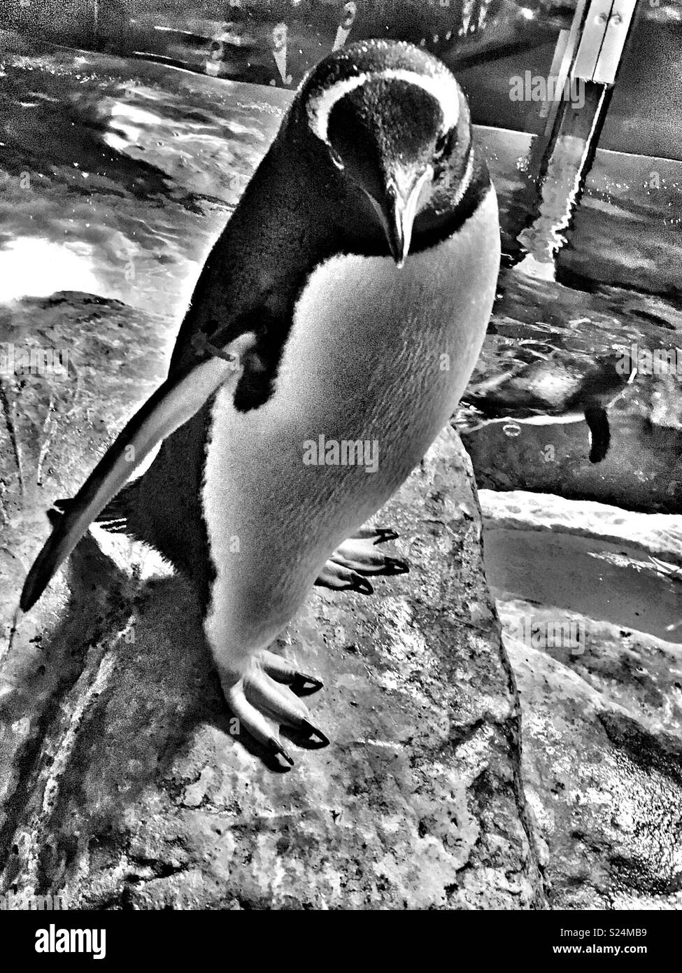 Pinguino Gentoo su roccia presso la piscina in penguin presentano Foto Stock