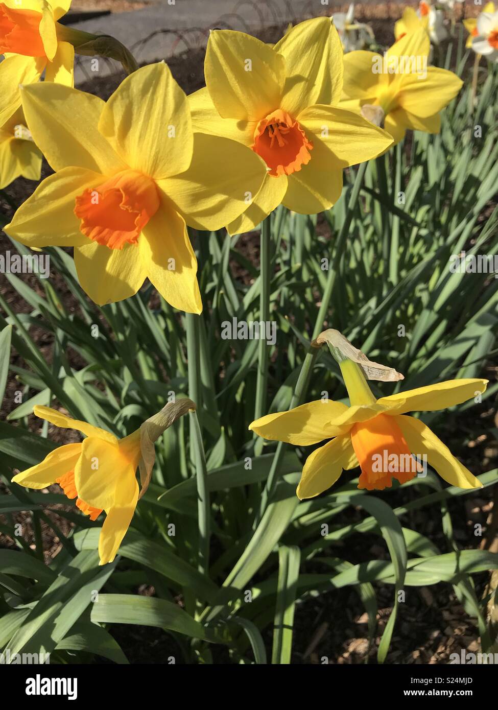 Narcissus 'Jetfire'. Divisione 6 daffodil con il giallo oro penianth segmenti e lunga e luminosa arancione trombe Foto Stock