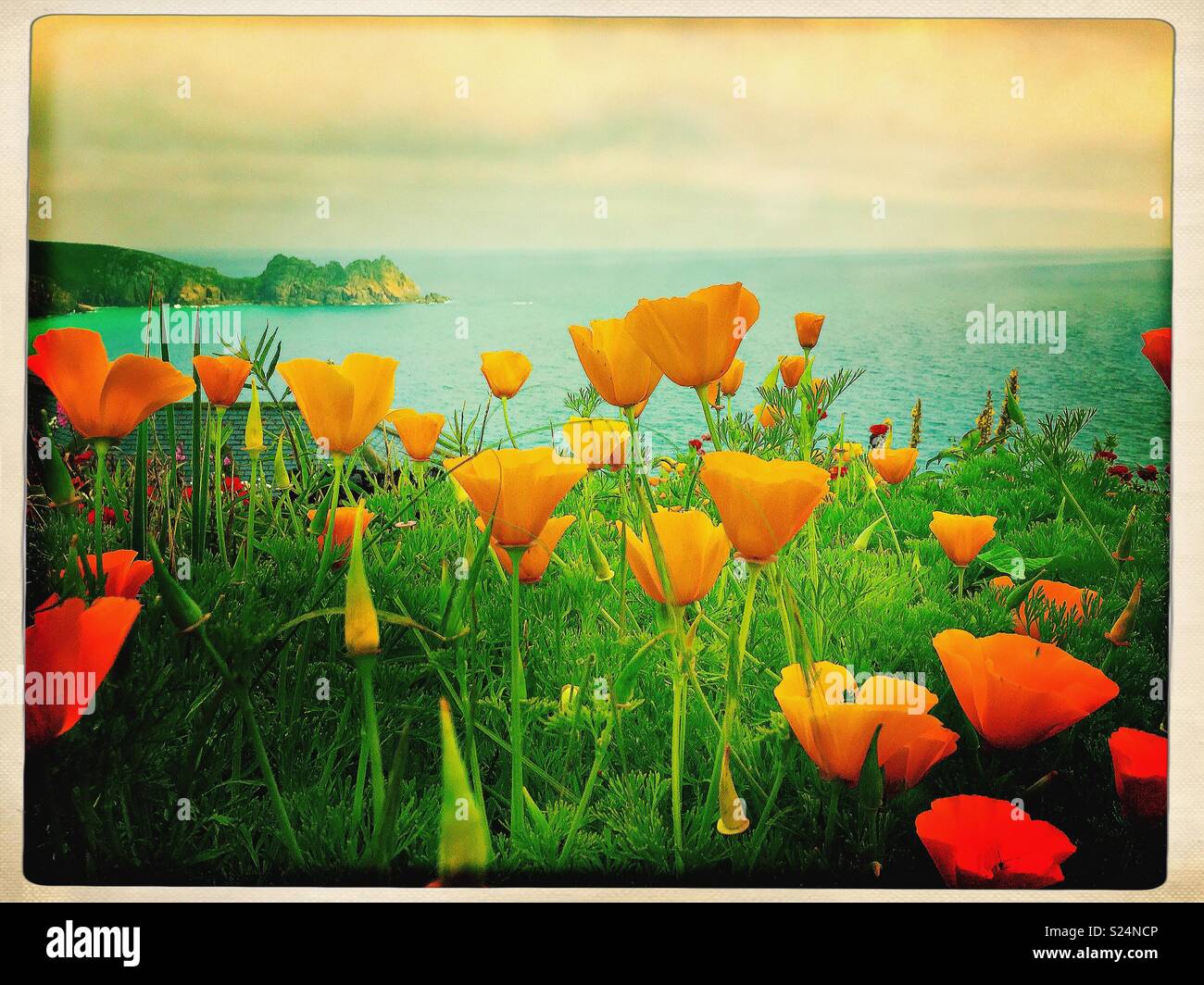 California Orange eschscholzia Californica papaveri con scogliere sul mare sullo sfondo. Foto Stock