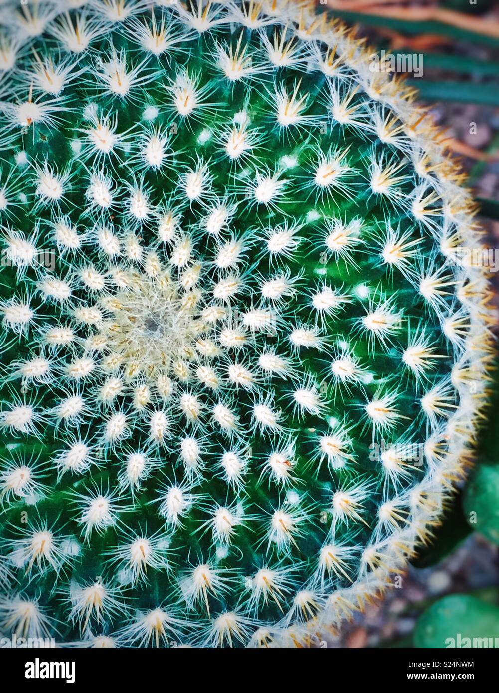 Radiale di simmetria a spirale in pianta di un impianto di cactus Foto Stock